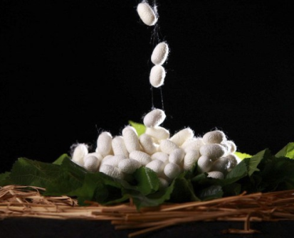 Phân Biệt Lụa Tơ Tằm Thật Và Giả: 5 Mẹo Nhận Biết Nhanh Nhất